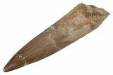 Fossil Plesiosaur (Zarafasaura) Tooth - Morocco #211438-1
